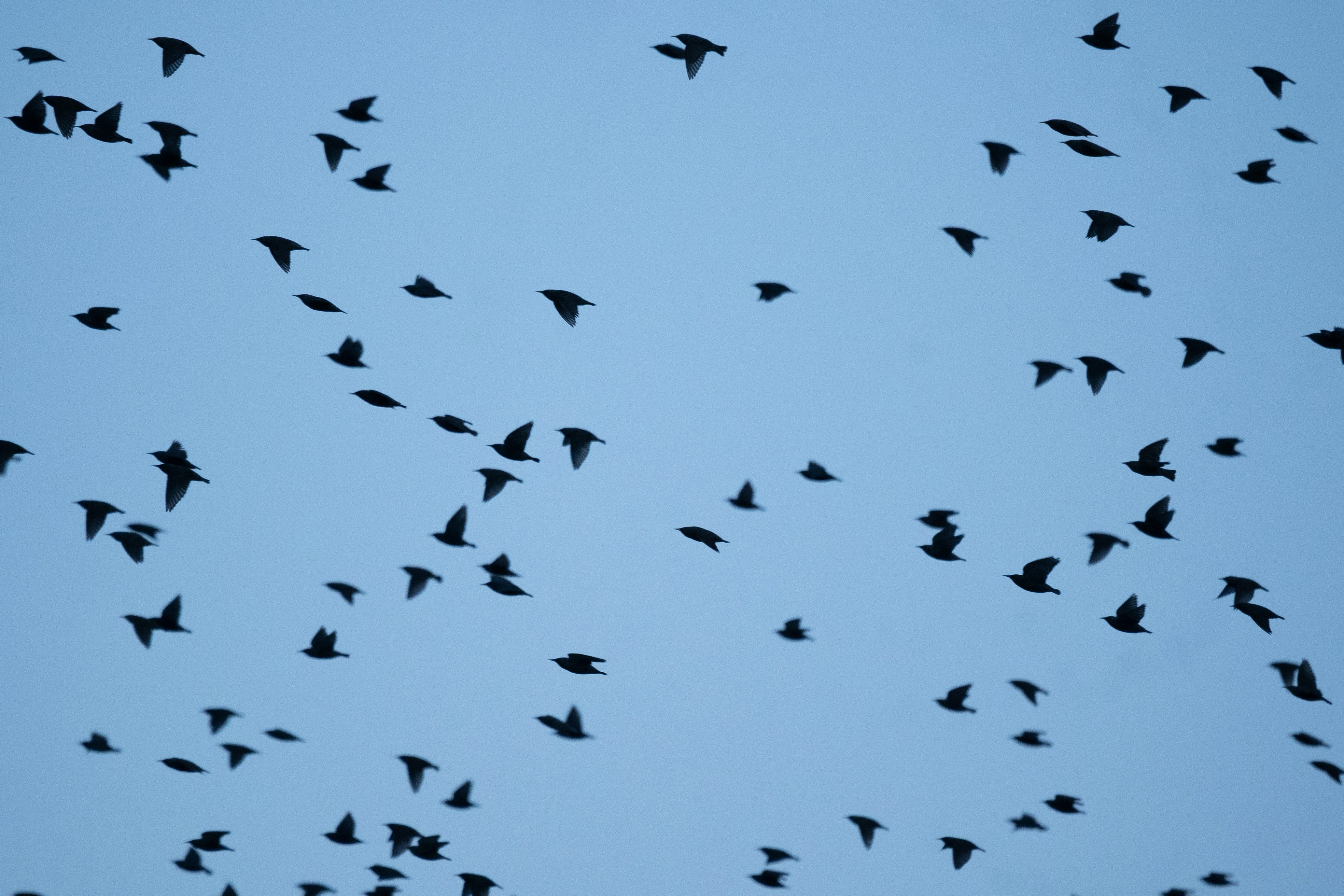 flock of birds flying under blue sky during daytime